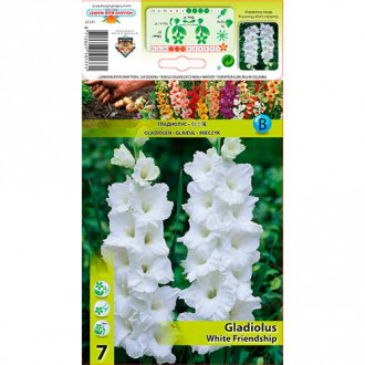 Gladijola White Friendship slika 4