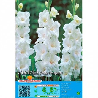 Gladijola White Prosperity slika 2