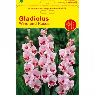 Gladijola Wine and Roses slika 5