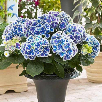 Hortenzje Bicolor Blue-White slika 6