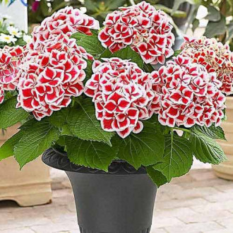 Hortenzje Red & White Bicolor slika 1