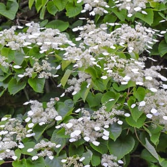 Hydrangea hydr. Moonlight, С2 slika 3