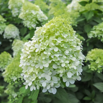 Hydrangea panic. Little Spooky, С2 slika 3