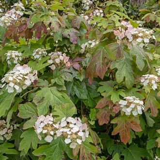Hydrangea querc. Burgundy, С2 slika 1