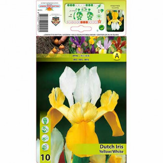 Nizozemski iris Yellow-White slika 3