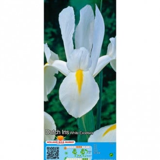 Nizozemski iris White slika 2