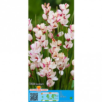 Ixia Spotlight slika 5