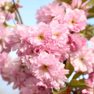 Japonska okrasna češnja Pink Perfection slika 1