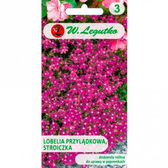 Kapska lobelija (Stroiczka), karmin in rdeča slika 7