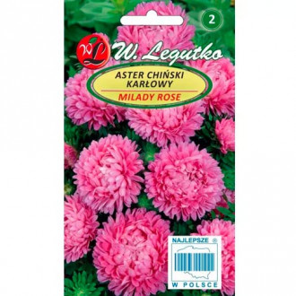 Kitajska astra Milady Rose slika 9