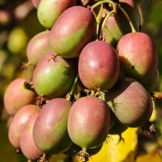 Kivi (Actinidia deliciosa) Geneva, С2 slika 6