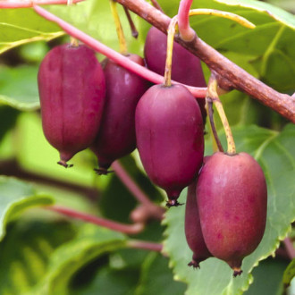 Kivi (Actinidia deliciosa) Scarlet September Kiwi ®, С2 slika 5