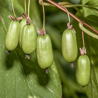 Kivi (Actinidia deliciosa) Vitakola, С2 slika 6