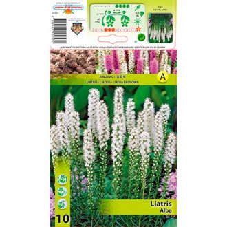 Klasnati liatris Alba slika 6