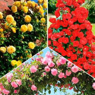Komplet vrtnic (plezalka) Tri barve, 3 sadike slika 1