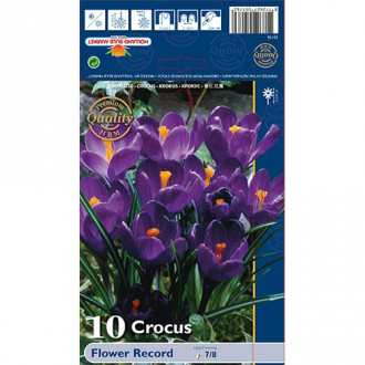 Žafran Flower Record slika 1