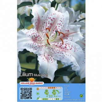 Lilija orientalska Muscadet slika 4