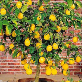 Limonovec, sadike slika 3