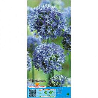 Okrasni luk (Allium) Azureum slika 2