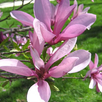 Magnolija Betti slika 4