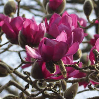 Magnolija Cleopatra PBR, С3 slika 5