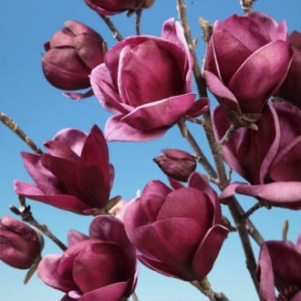 Magnolija Felix Jury, P9 slika 4