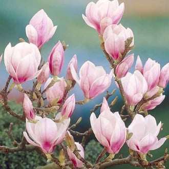 Magnolija Festirose, P9 slika 2