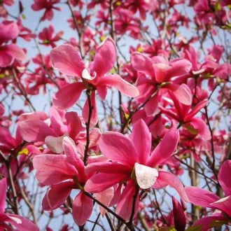 Magnolija Galaxy, P9 slika 5