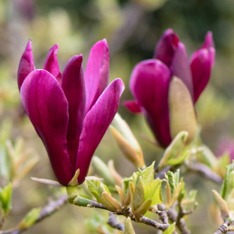 Magnolija liliflora Nigra, C2 slika 2