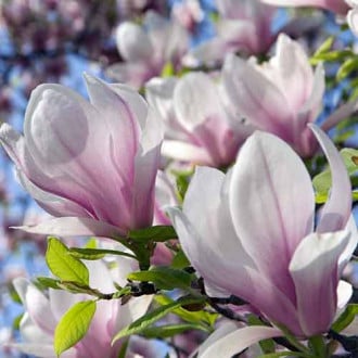 Magnolija Satisfaction, P9 slika 3