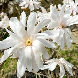 Magnolija stellata Royal Star slika 6