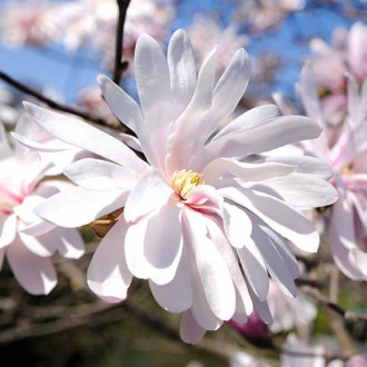 Magnolija stellata Waterlily slika 5