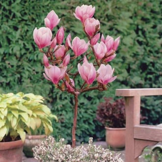 Magnolija Sweet Valentine slika 6