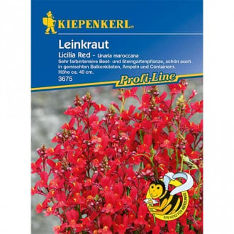 Maroški Toadflax Licilia Red slika 4