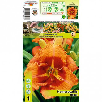 Maslenica (Hemerocallis) Tigger slika 3