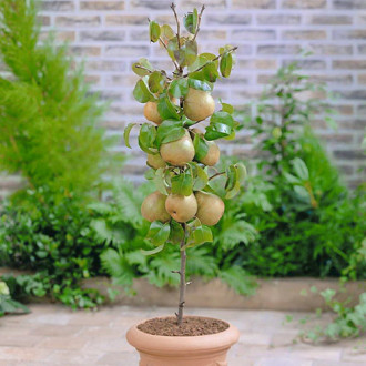 mini Hruška GardenPearl®, C2 slika 6