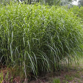 Miscanthus sinensis Little Zebra, С2 slika 4
