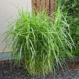 Miscanthus sinensis Strictus Dwarf, С2 slika 3