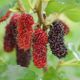 Murva Red No.2, С2 slika 1