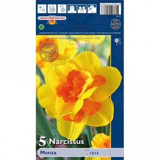 Narcis Monza slika 5