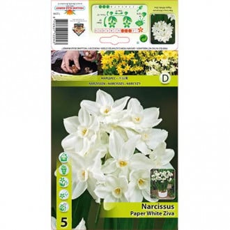 Narcis Paperwhite Ziva slika 2