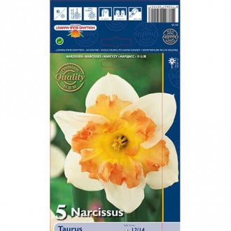 Narcis Taurus slika 3