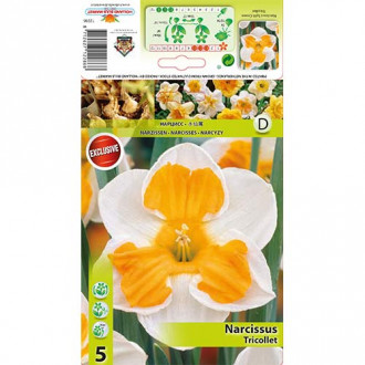 Narcis Tricollet slika 5