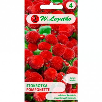 Navadna marjetica Pomponette rdeča slika 9