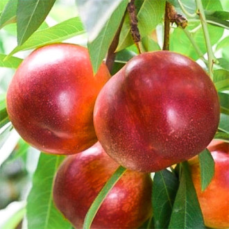 Nektarina Early Bomba, C2 slika 4