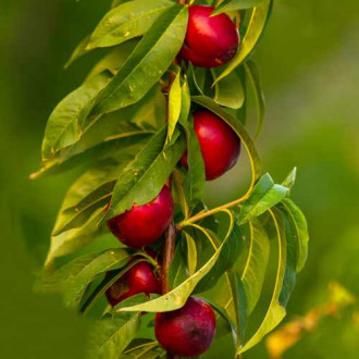 Nektarina (stebričasta) Aeris slika 5