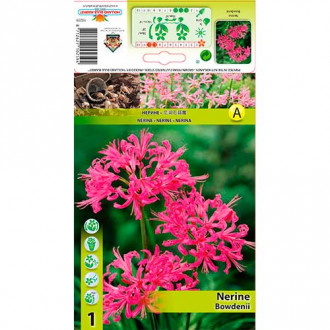 Nerine Pink slika 1