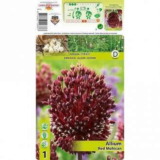 Okrasni luk (Allium) Red Mohican slika 5