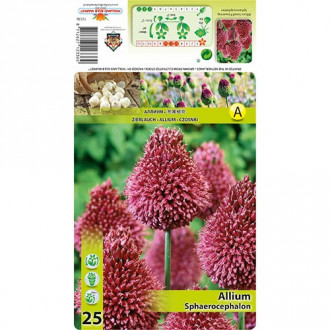 Okrasni luk (Allium) Sphaerocephalon slika 3