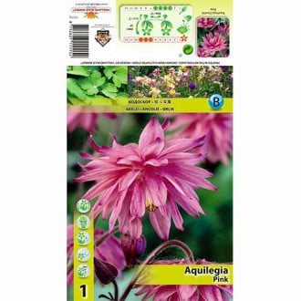 Orlica (Aquilegia) roza slika 5